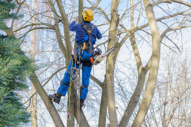 Best Palm Tree Trimming  in Monroeville, IN