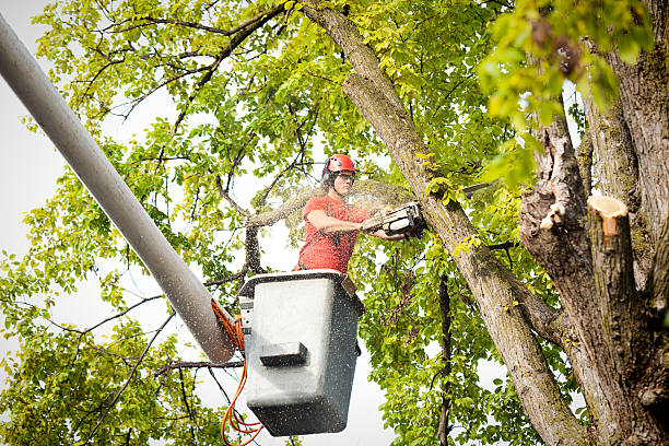 Best Tree Disease Treatment  in Monroeville, IN