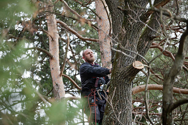 Best Root Management and Removal  in Monroeville, IN